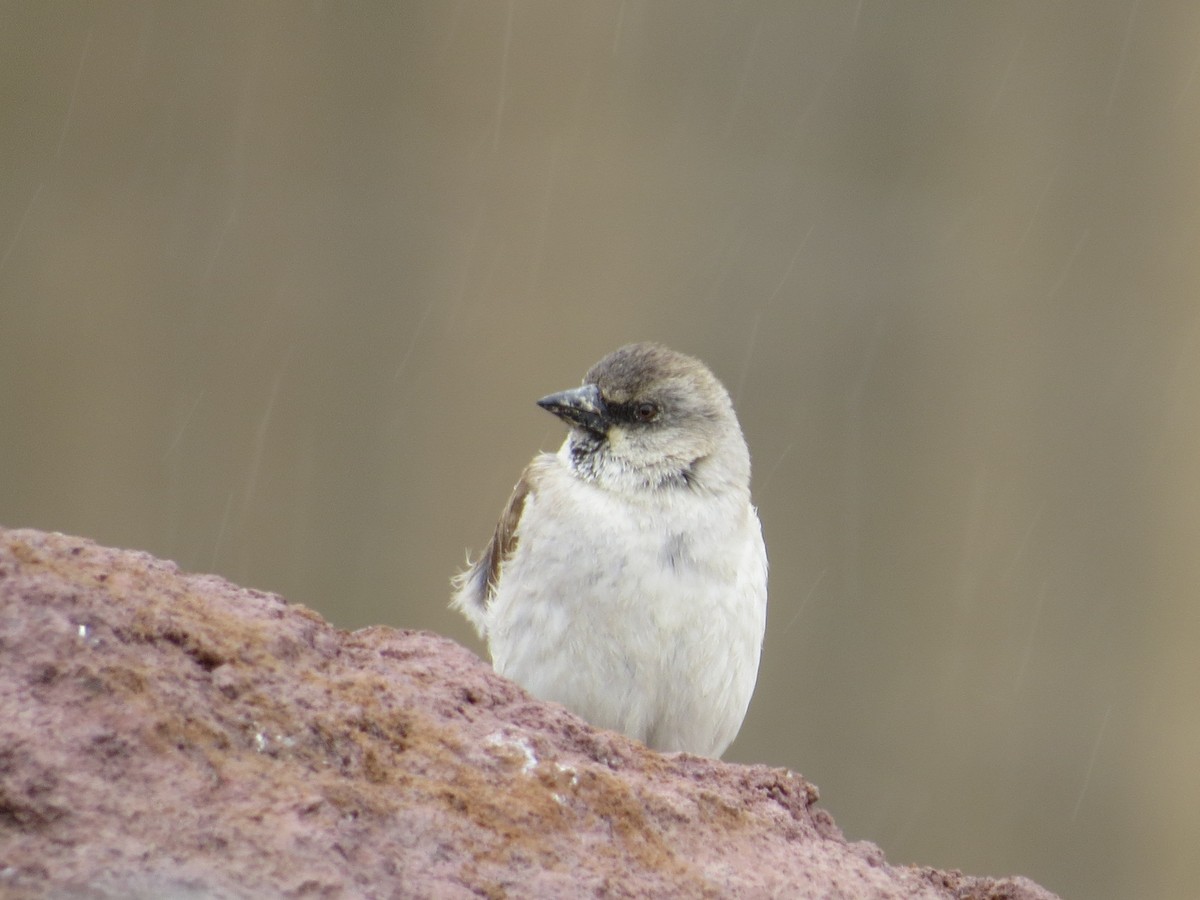 White-winged Snowfinch - ML609041533