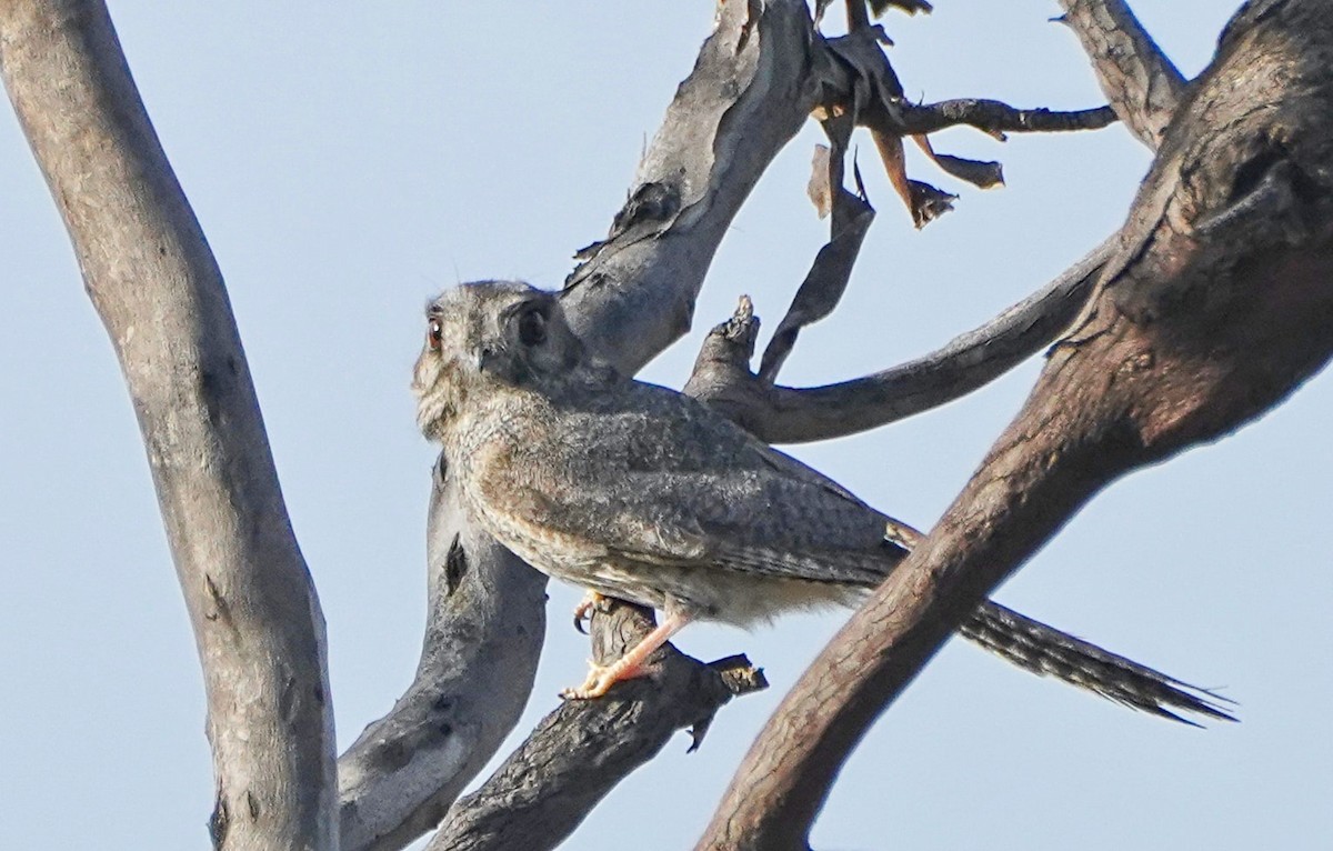 Australian Owlet-nightjar - ML609041666