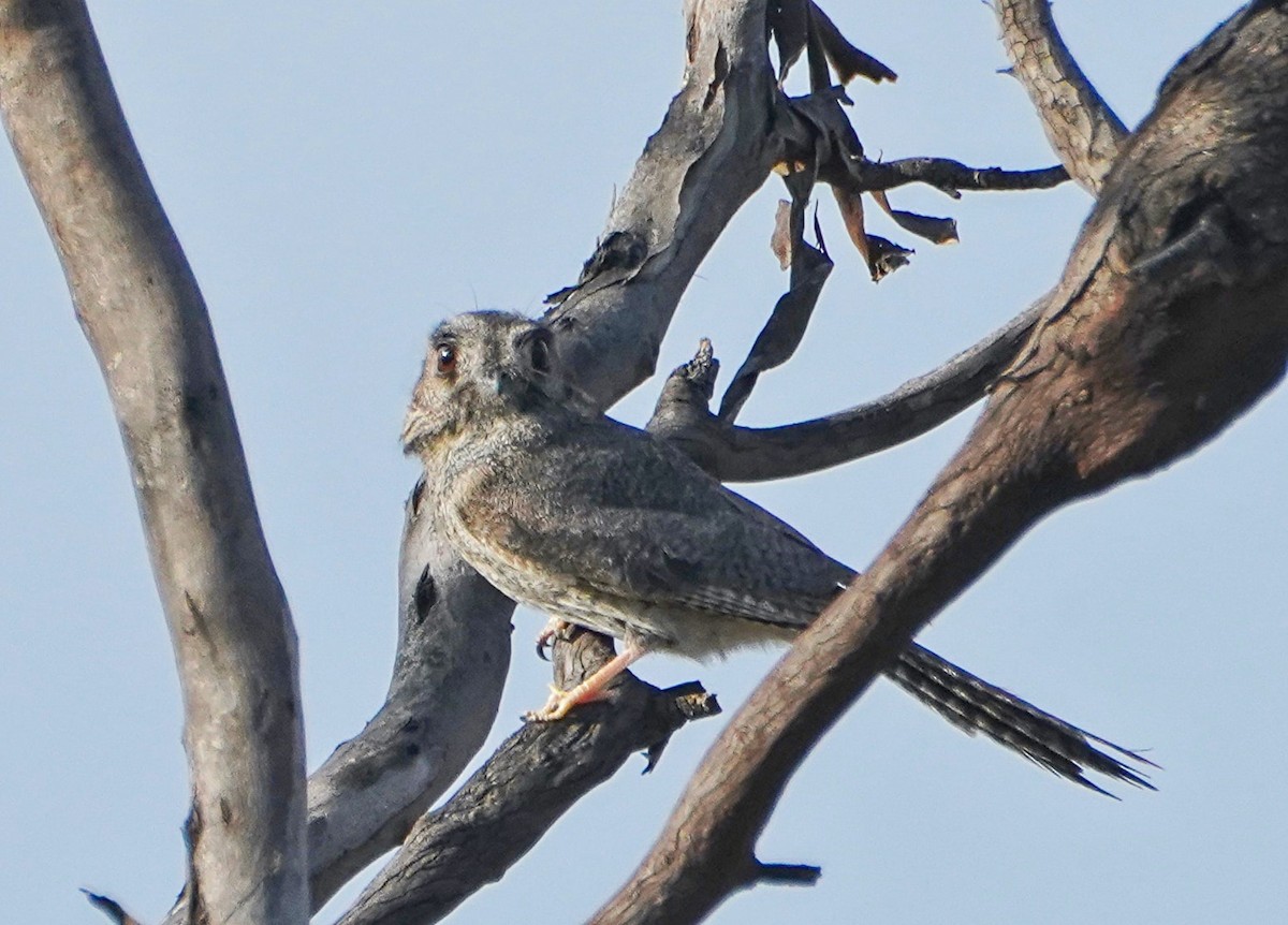 Australian Owlet-nightjar - ML609041668