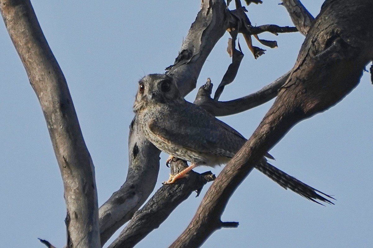 Australian Owlet-nightjar - ML609041669
