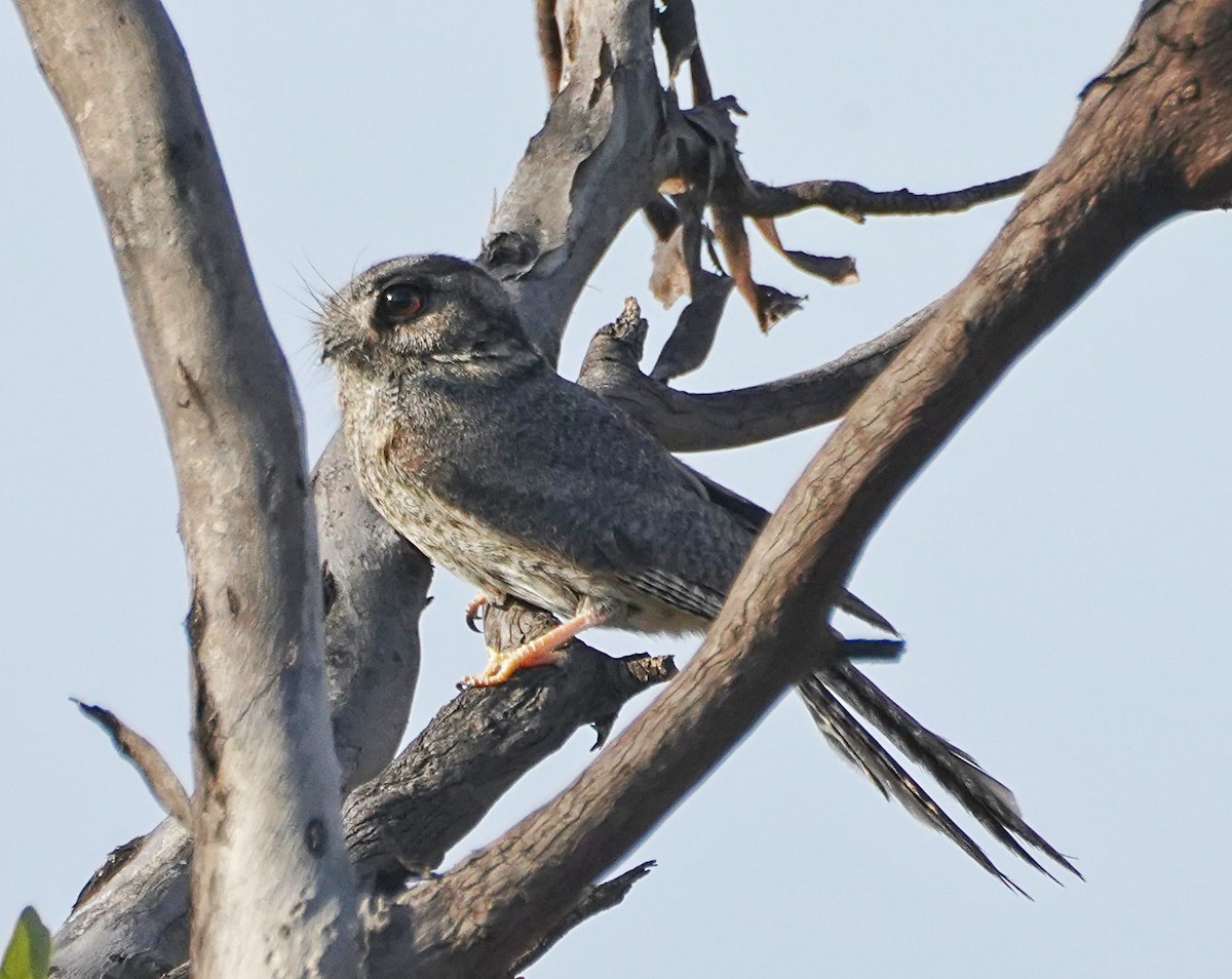 Australian Owlet-nightjar - ML609041671
