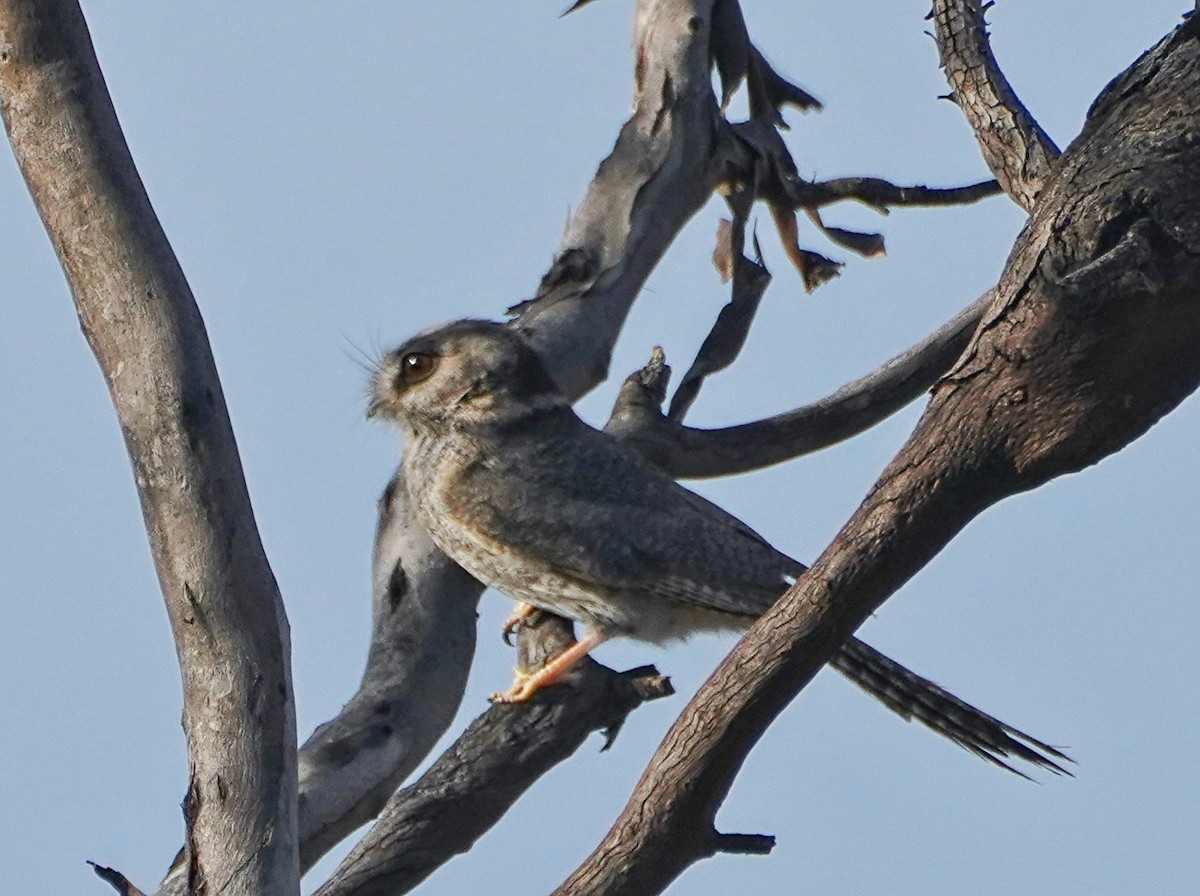 Australian Owlet-nightjar - ML609041673
