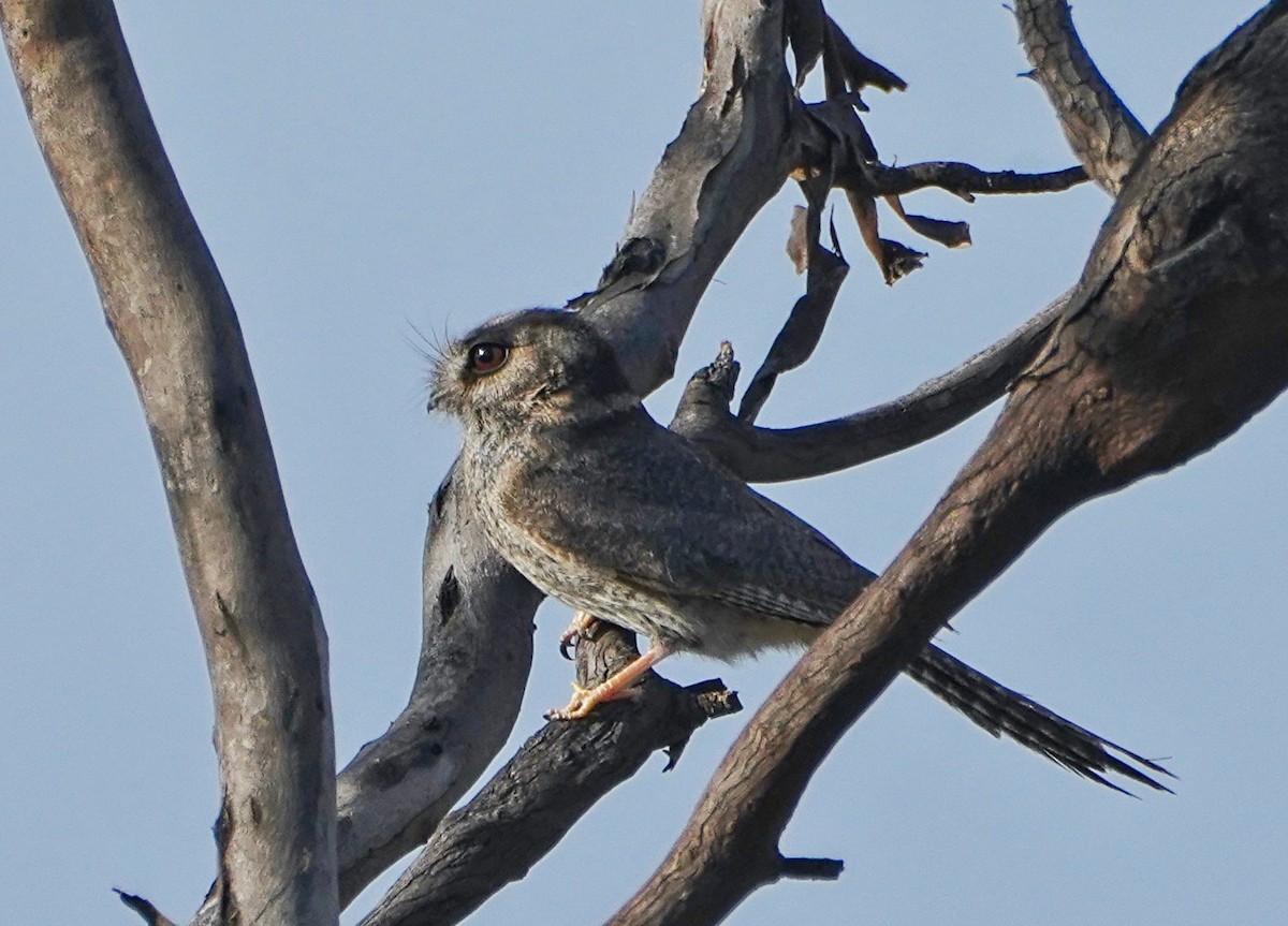 Australian Owlet-nightjar - ML609041674
