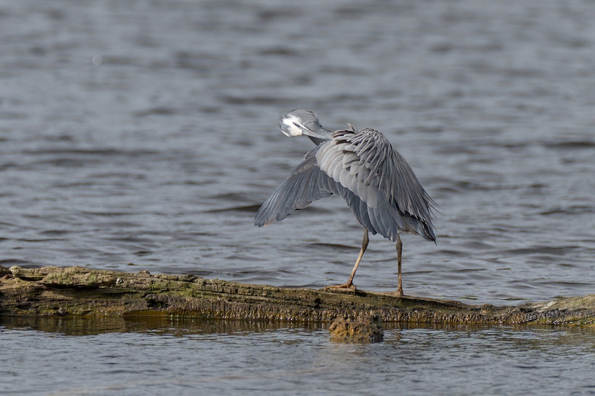 White-faced Heron - ML609041890