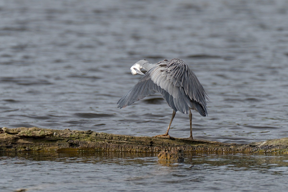 White-faced Heron - ML609041902