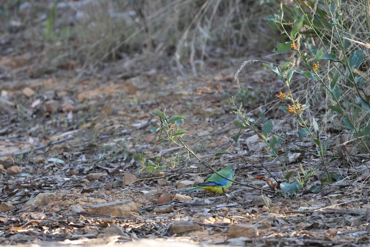 Turquoise Parrot - ML609042099