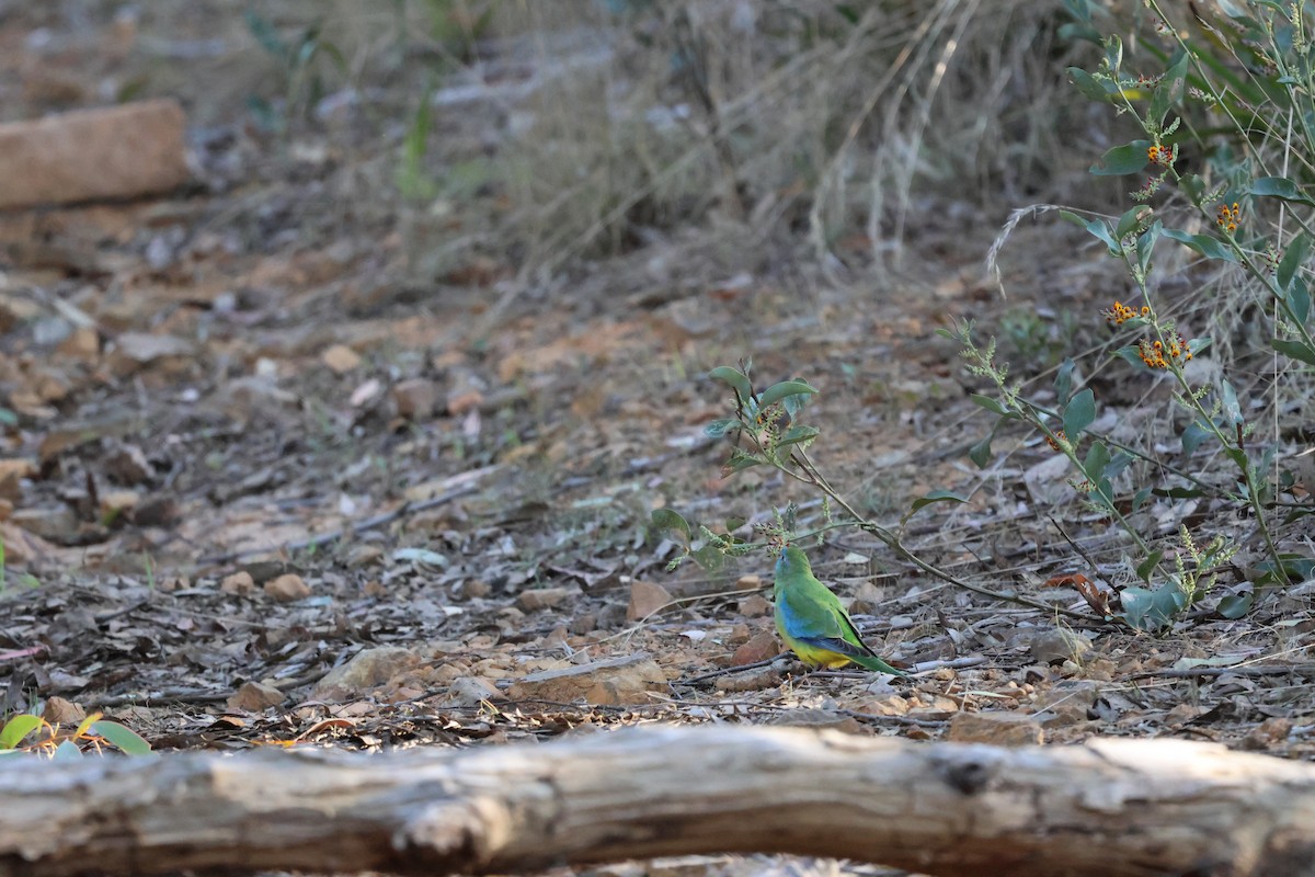 Turquoise Parrot - ML609042100