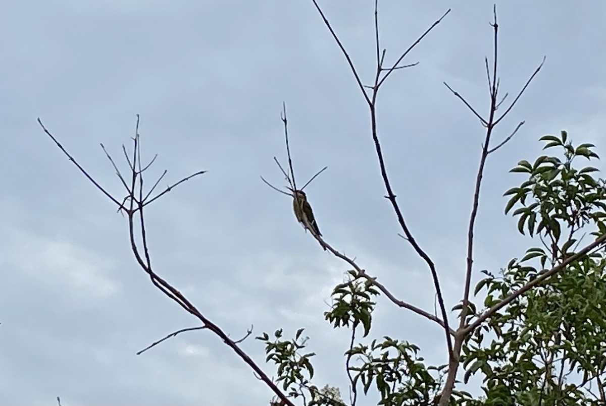 Blue-tailed Bee-eater - Muhammad Iqbal