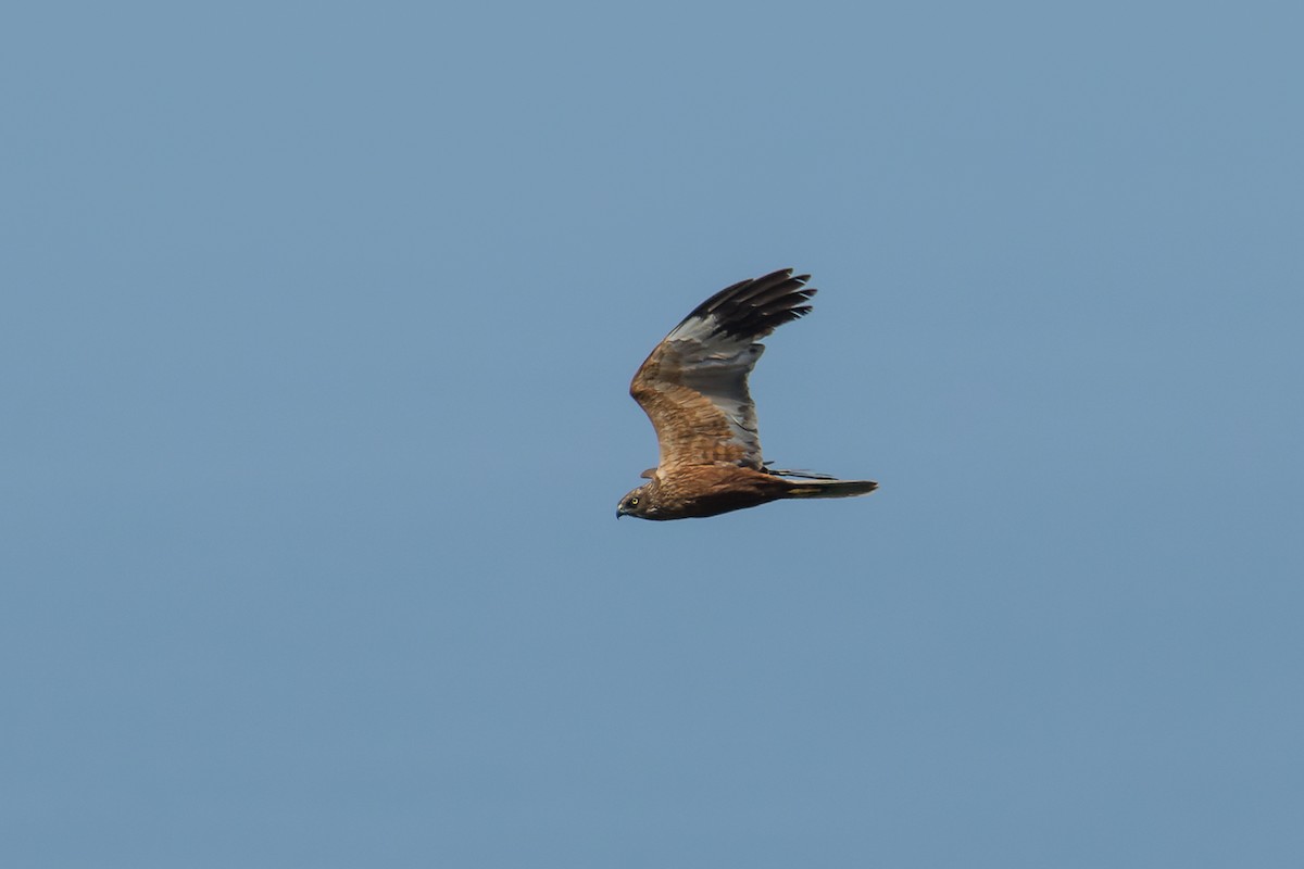 Eurasian Marsh-Harrier - ML609043021