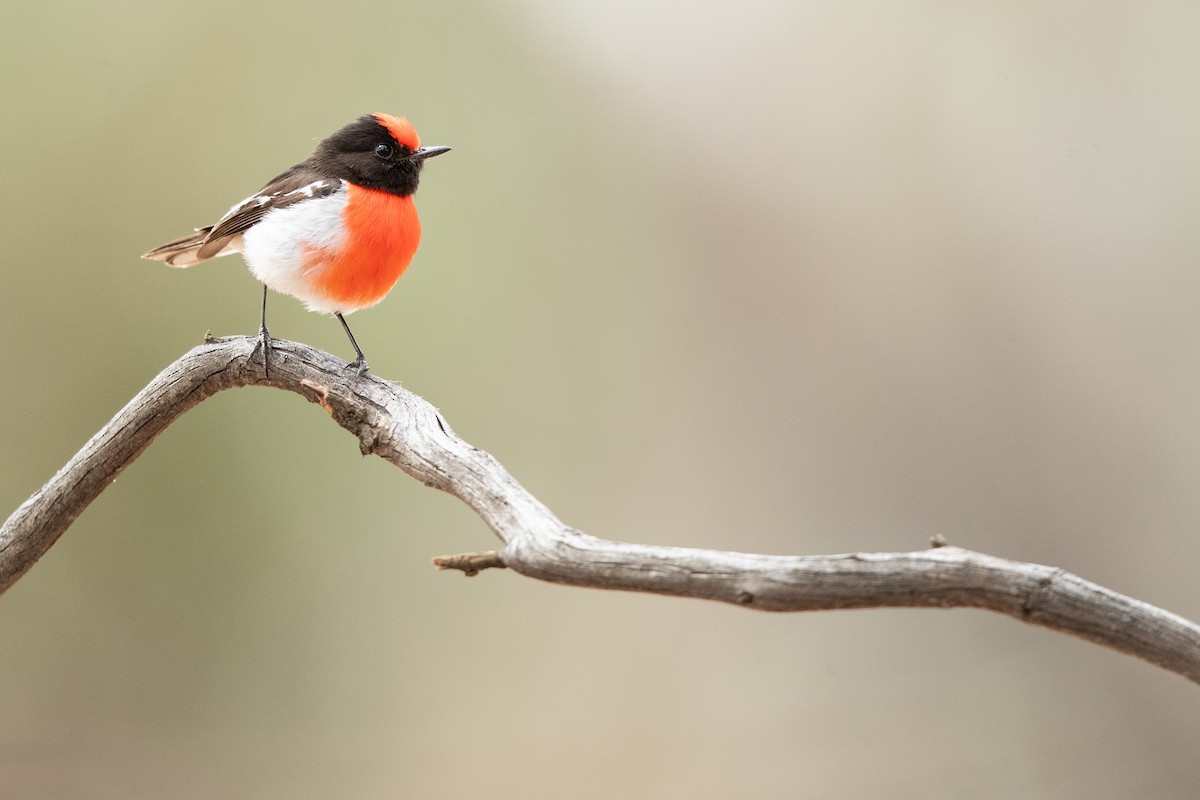 Red-capped Robin - ML609043061