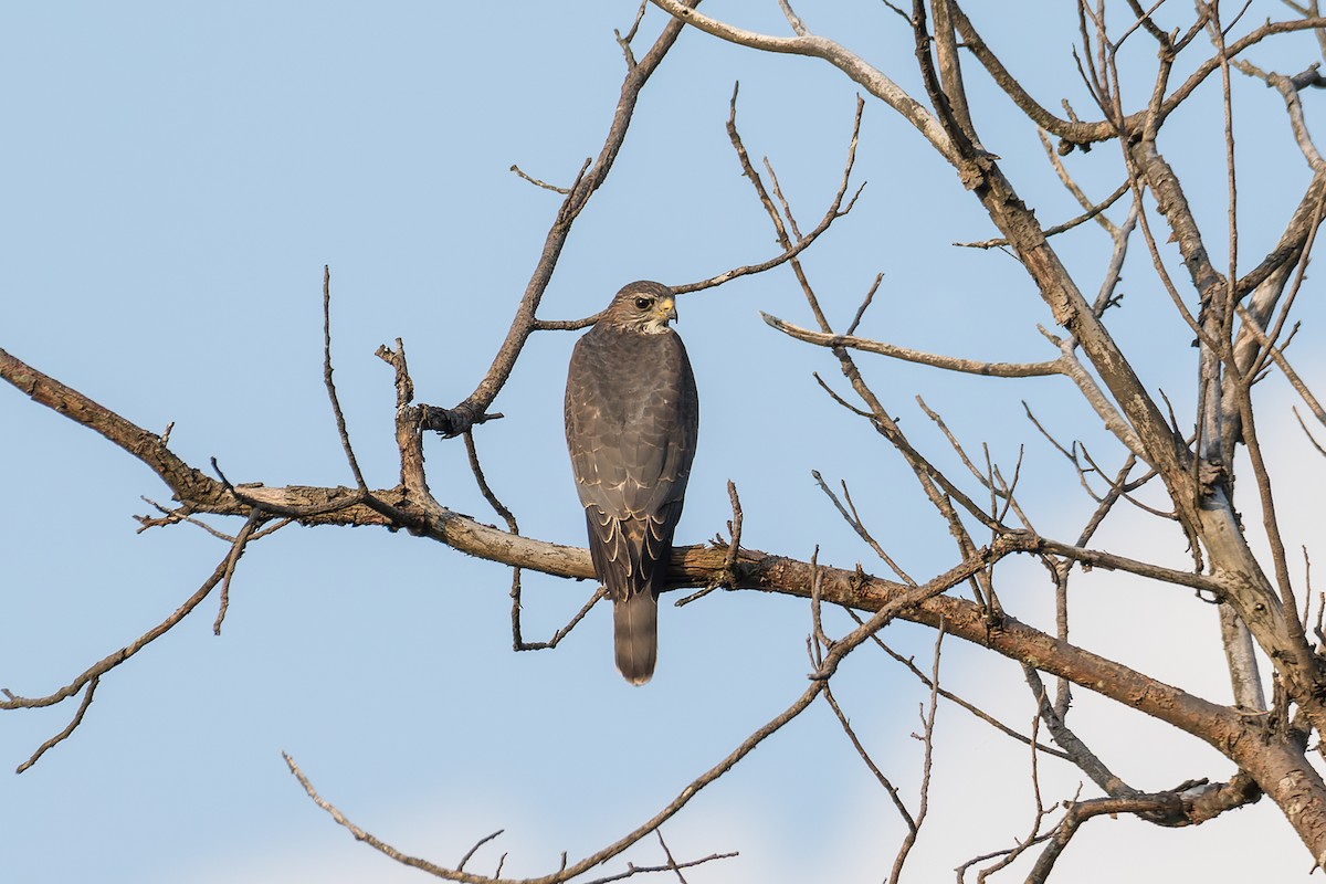 Levant Sparrowhawk - ML609043150