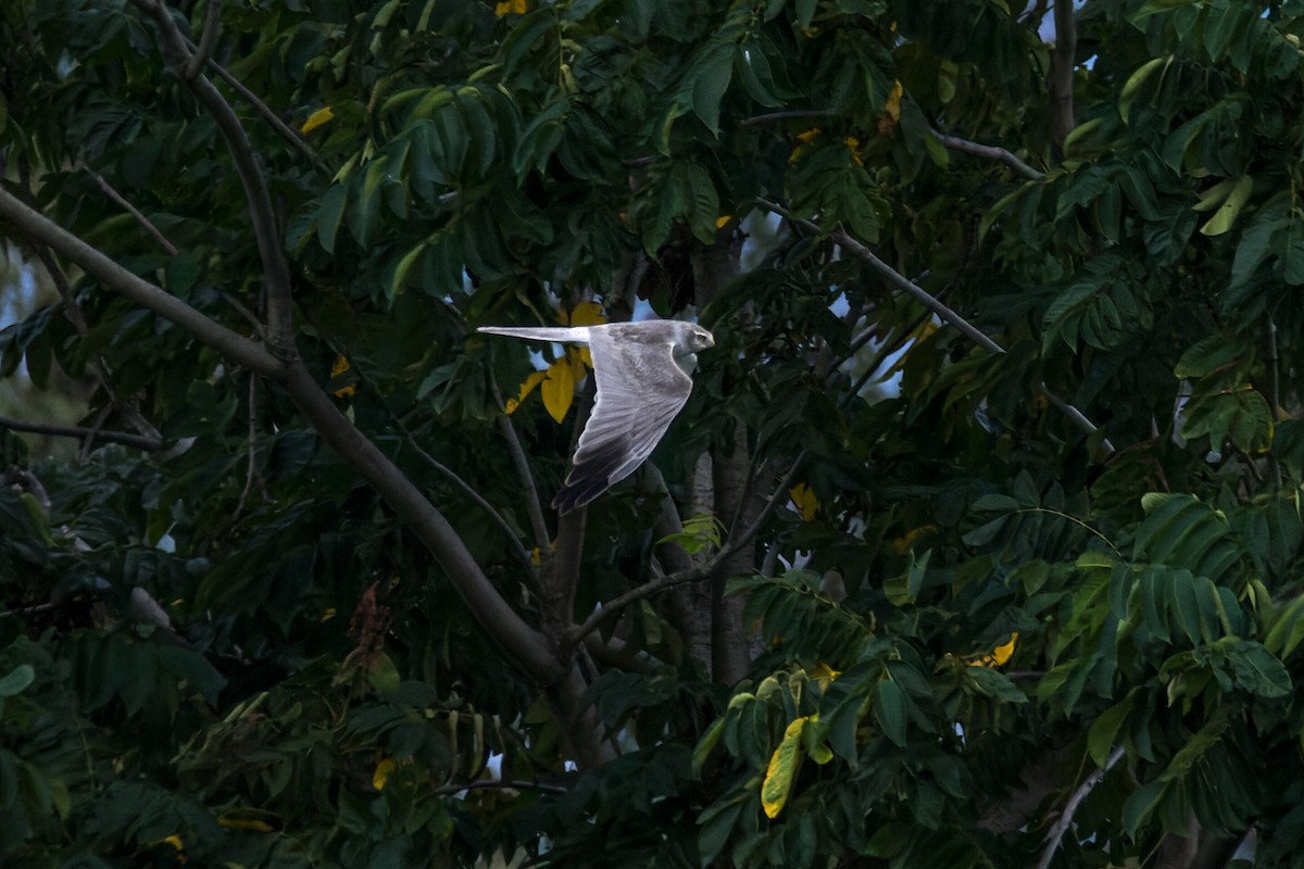Pallid Harrier - ML609043190
