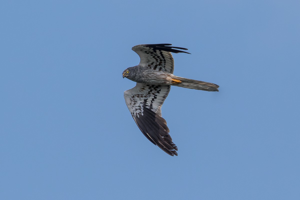 Montagu's Harrier - ML609043223