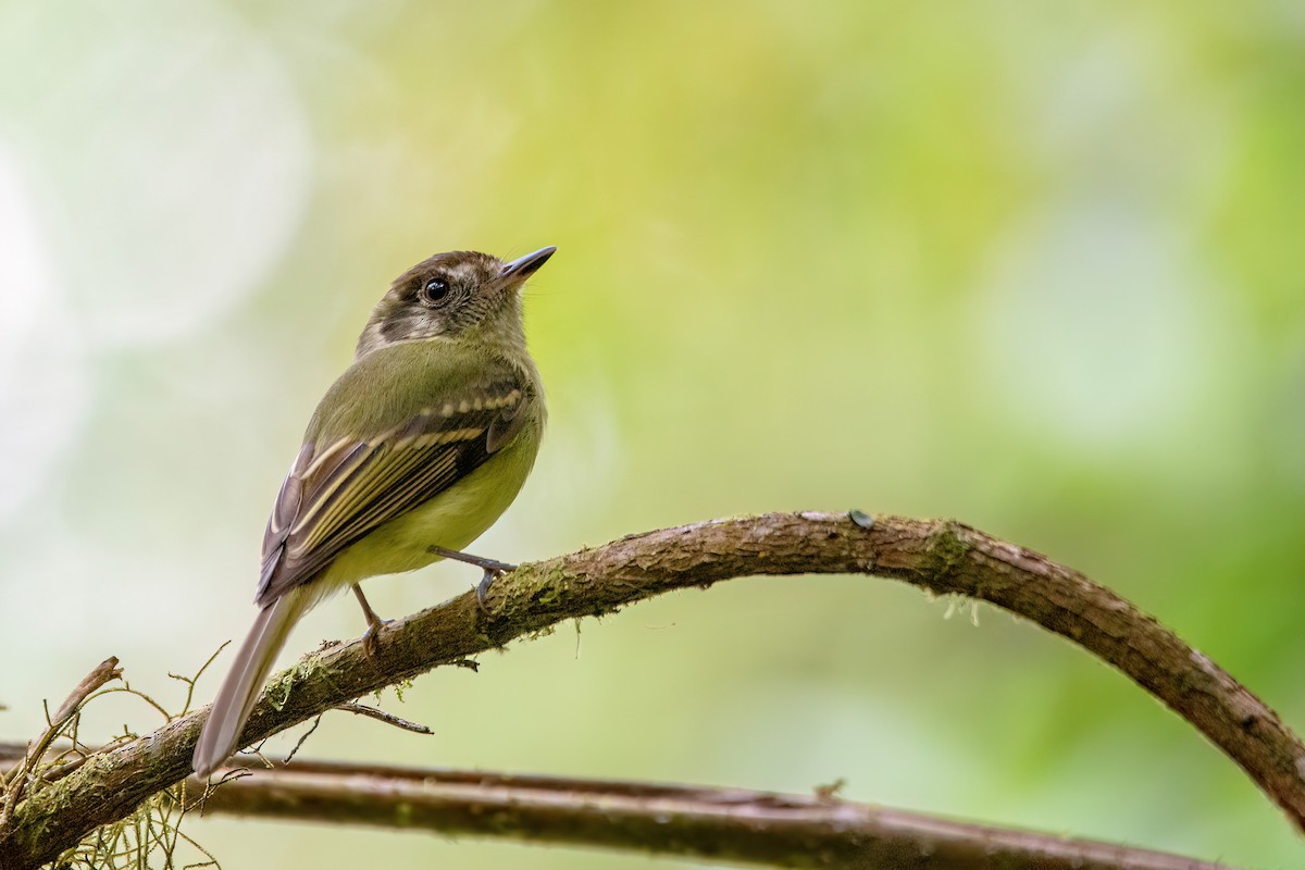 Sepia-capped Flycatcher - ML609043274