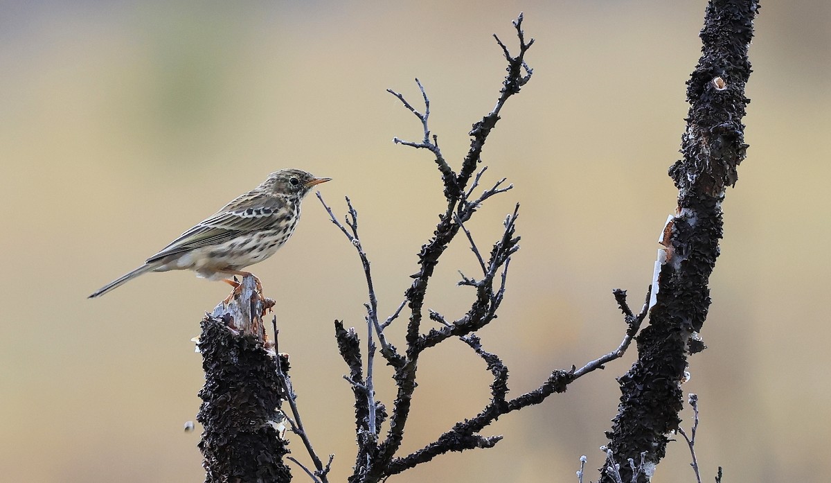 Meadow Pipit - ML609043379