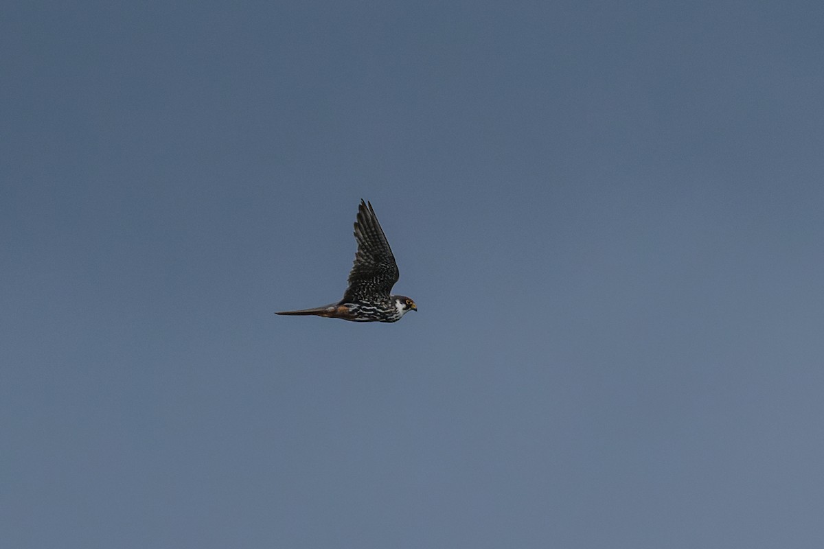 Eurasian Hobby - ML609043385