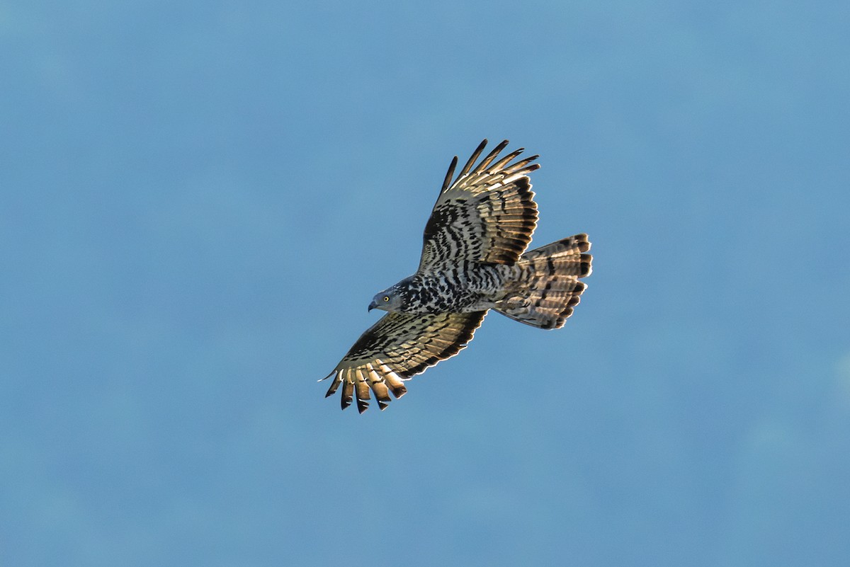 European Honey-buzzard - ML609043431
