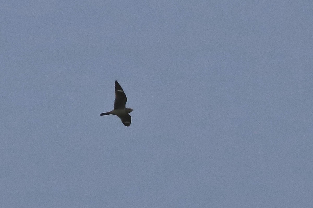 Common Nighthawk - ML609043442