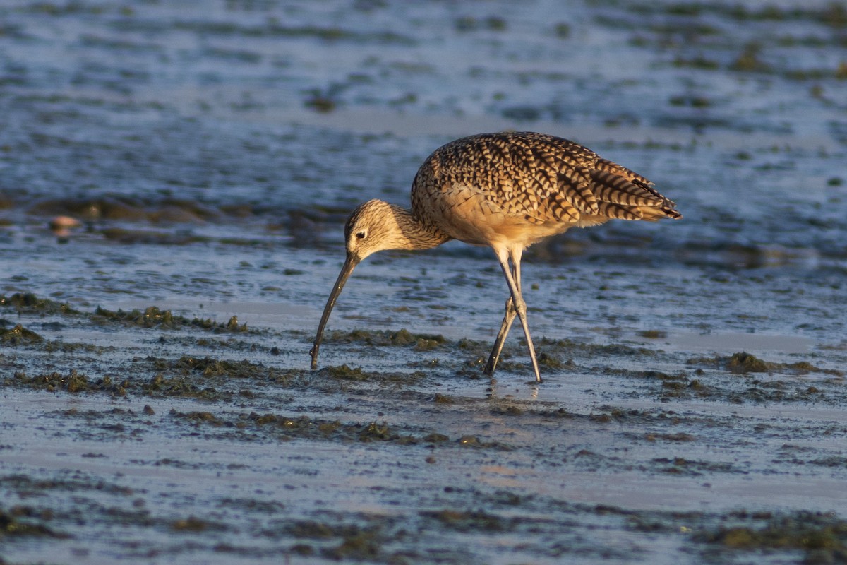 Long-billed Curlew - ML609043515