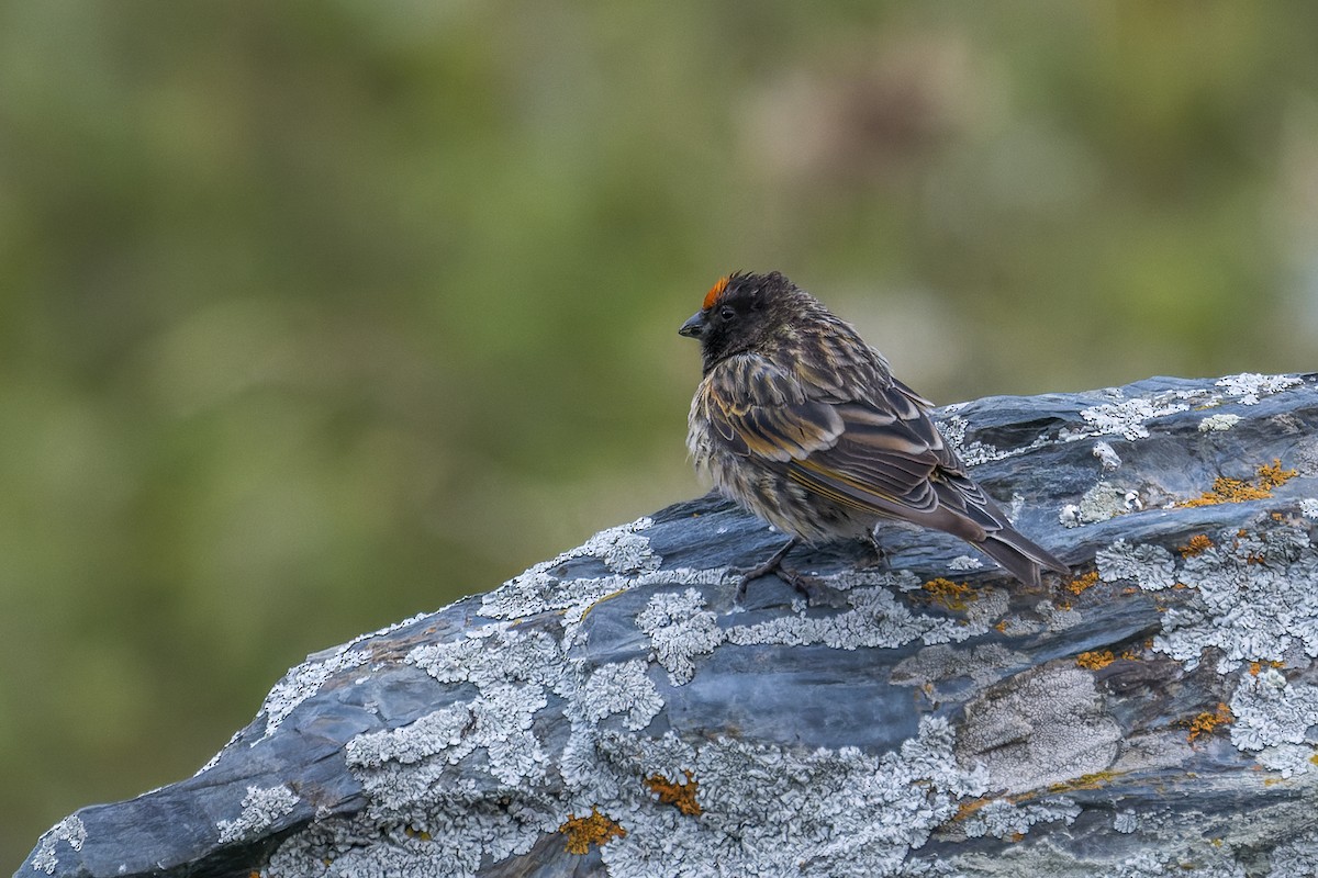 Fire-fronted Serin - ML609043586