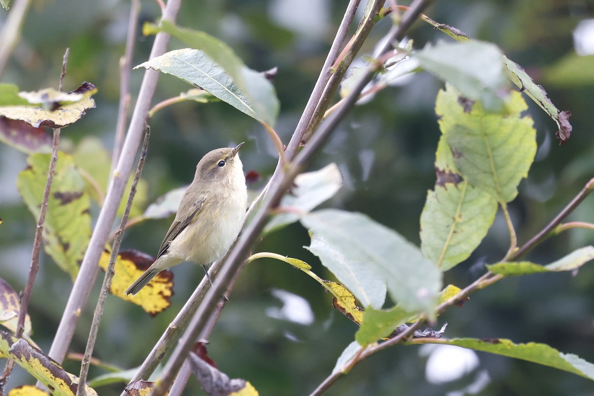 Mosquitero Común (grupo collybita) - ML609043605