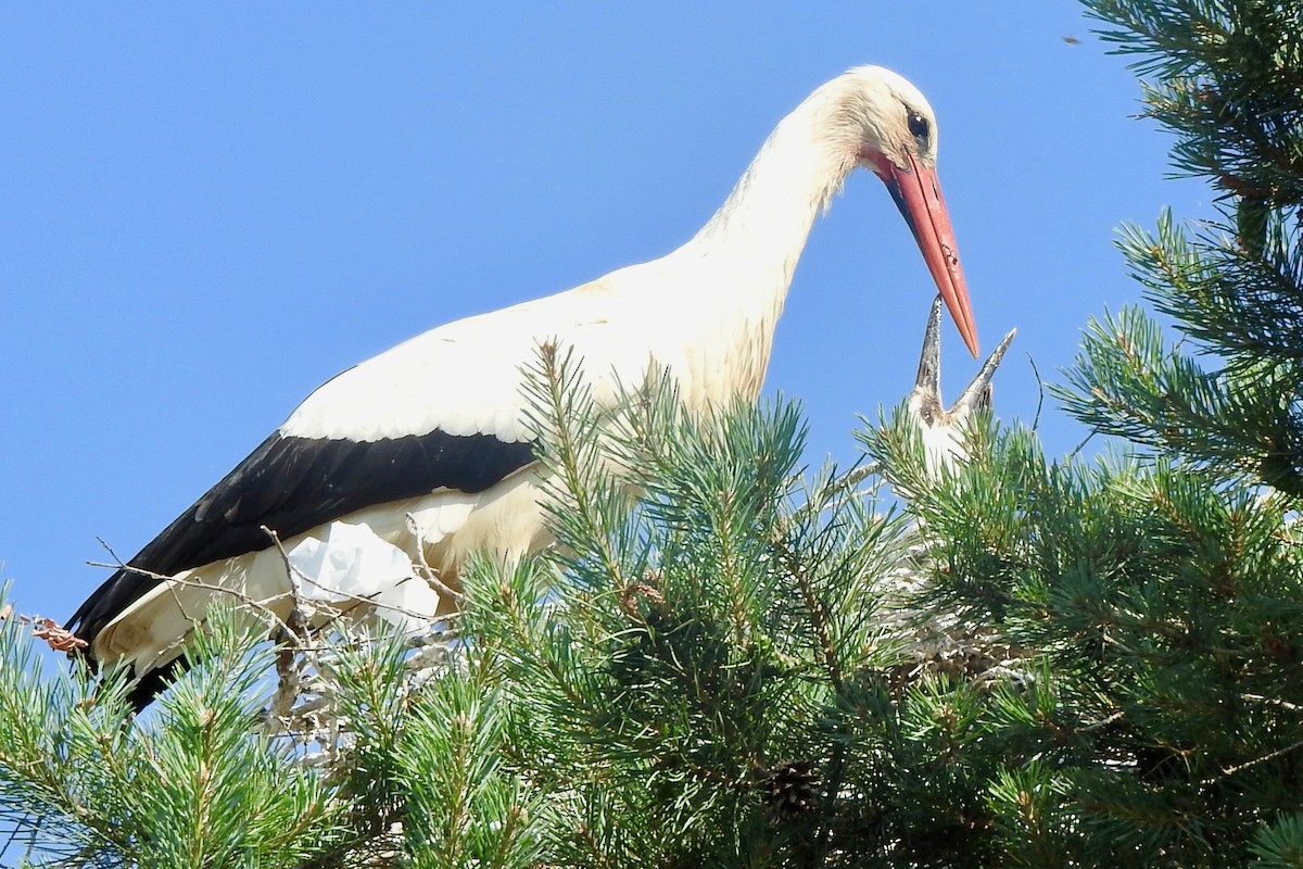 White Stork - Gary Harbour