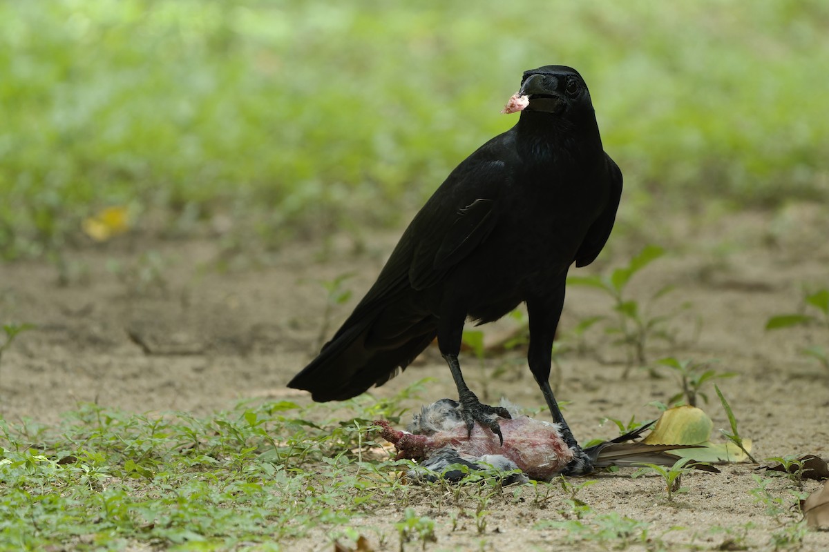 Large-billed Crow (Eastern) - ML609044188