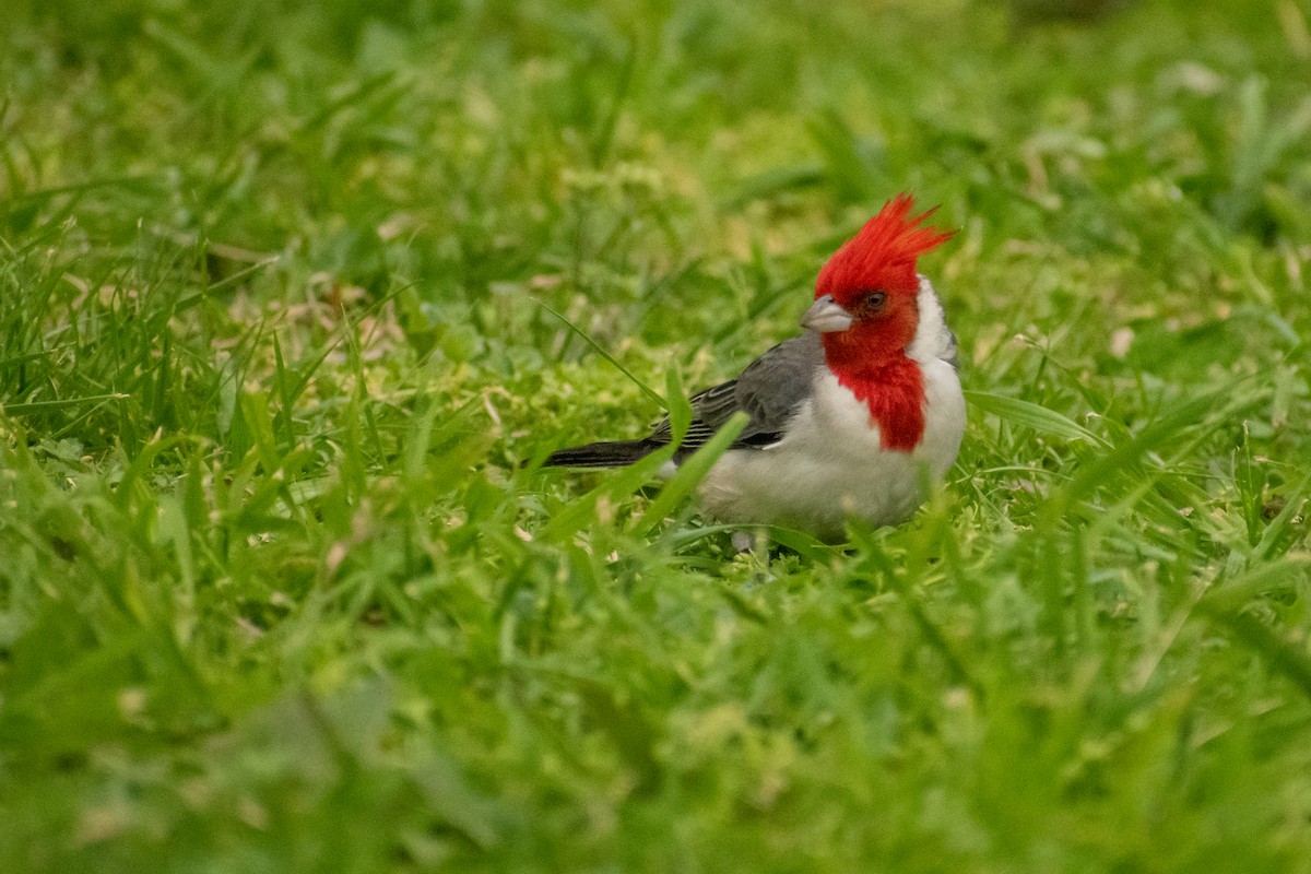 Red-crested Cardinal - ML609044501