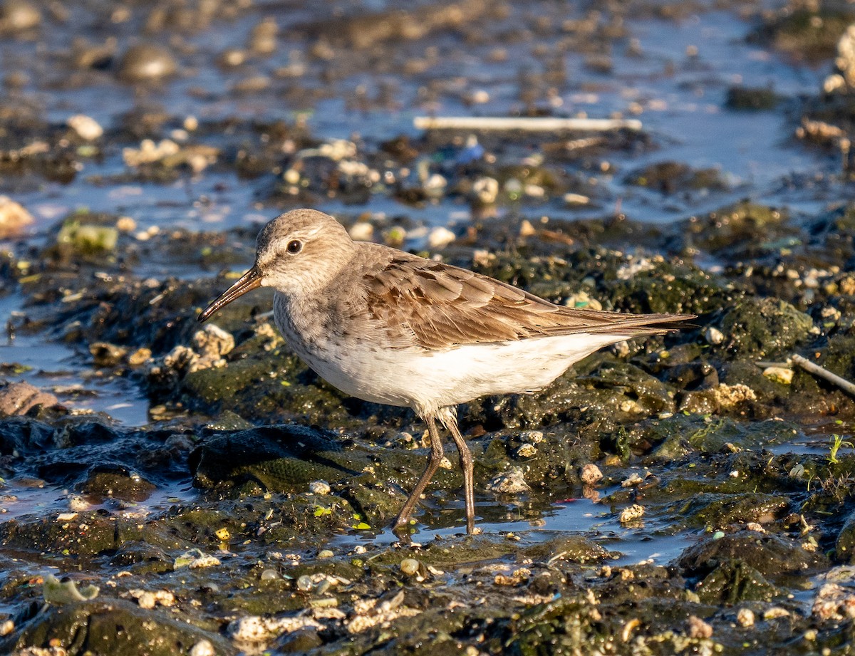 eBird Checklist 20 Sep 2023 Rochester WTP (CLOSED ON WEEKENDS