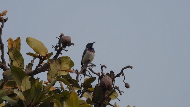 Oustalet's Sunbird (Angola) - ML609044701