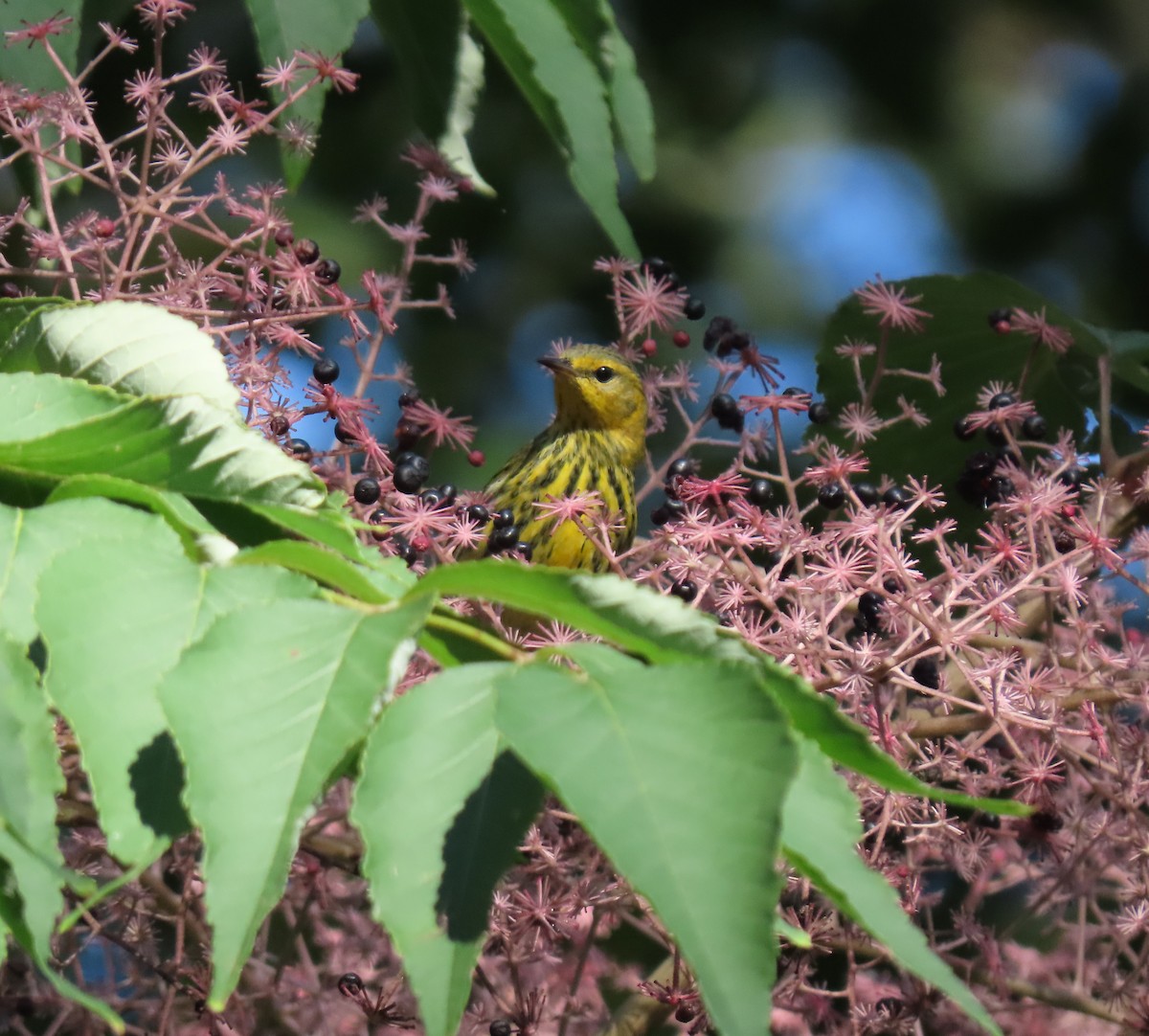Cape May Warbler - ML609045578