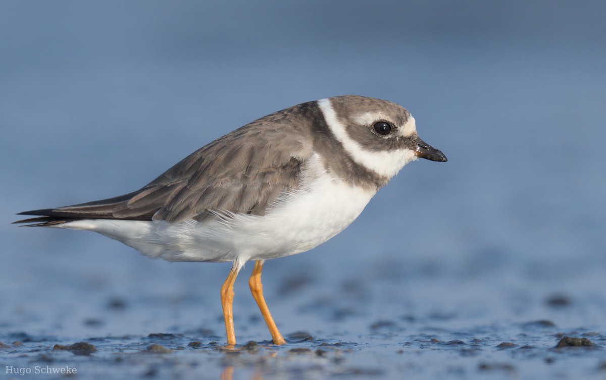 Common Ringed Plover - ML609045870