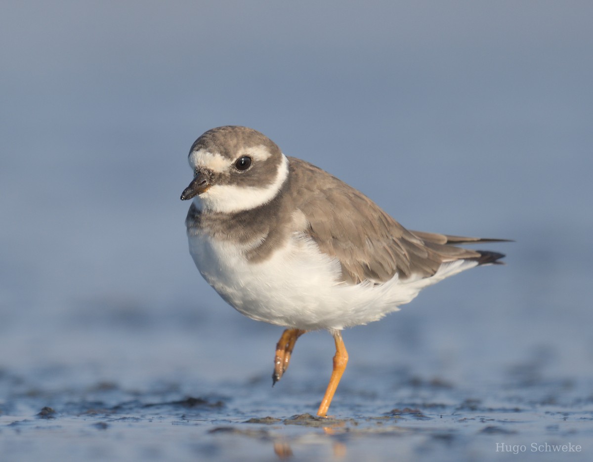 Common Ringed Plover - ML609045872