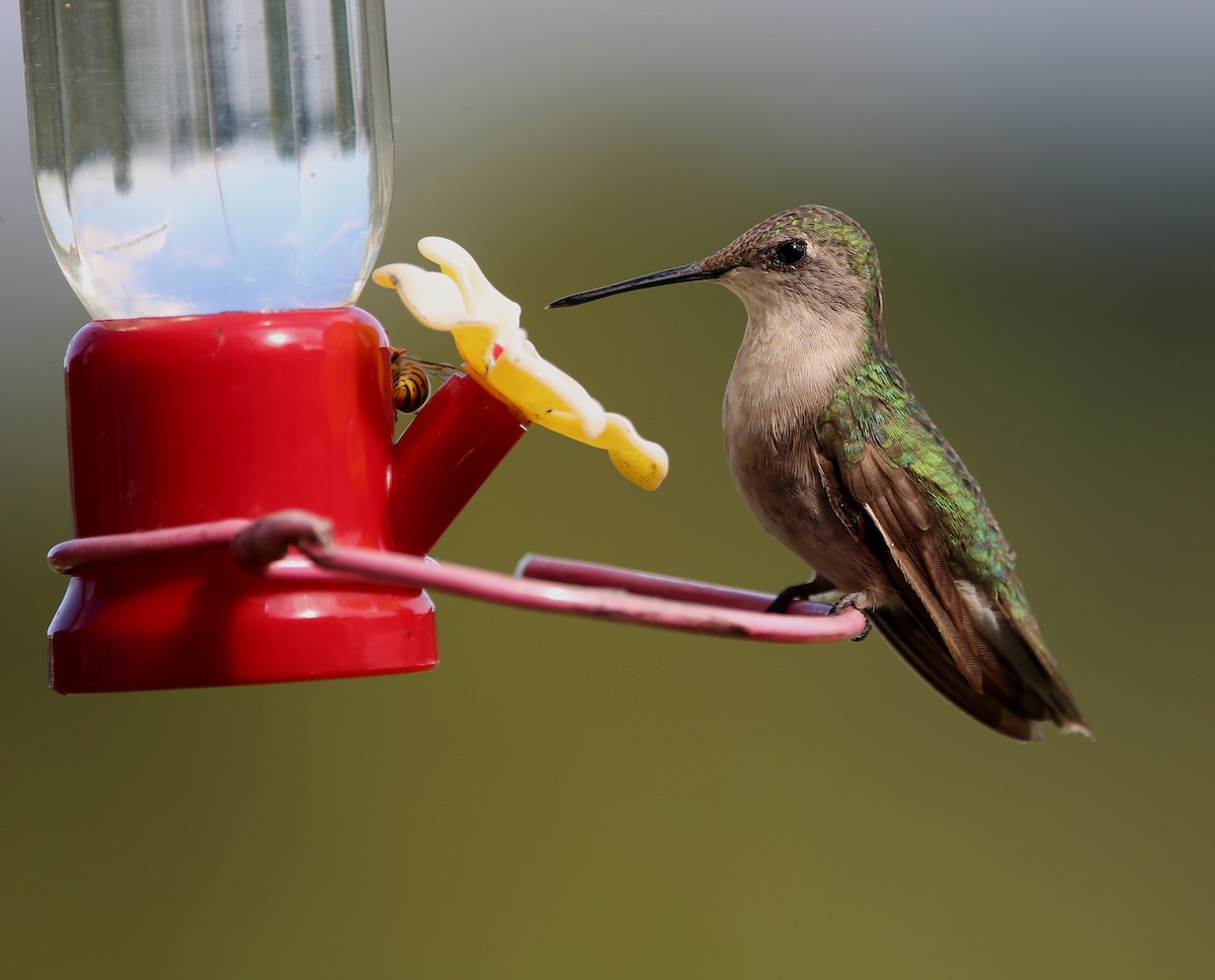 Ruby-throated Hummingbird - ML609045957