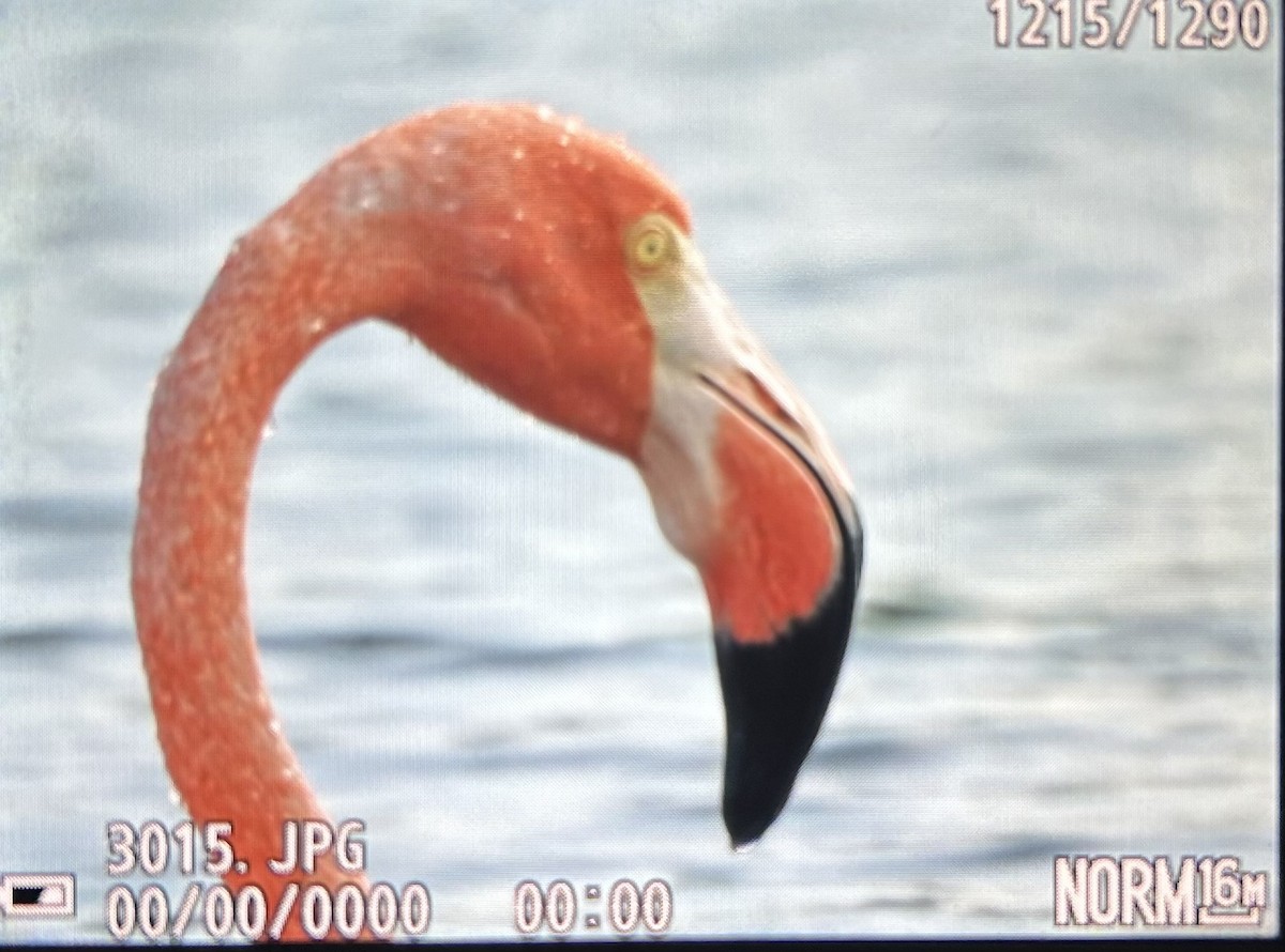 American Flamingo - ML609046113