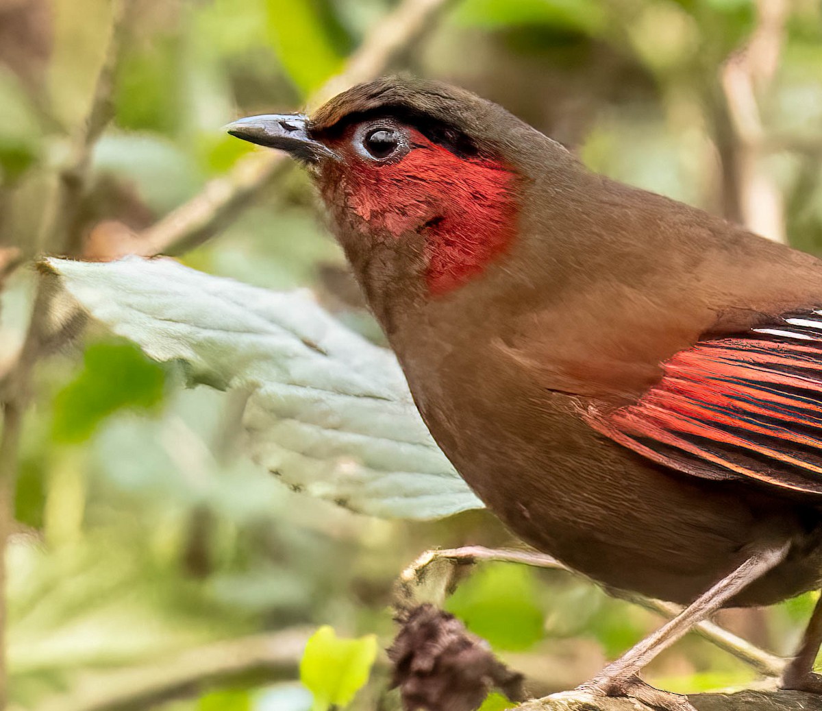Red-faced Liocichla - ML609046472