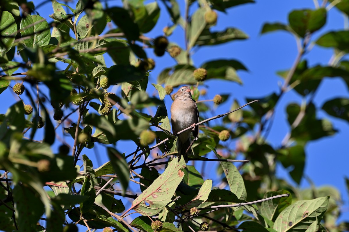 Field Sparrow - ML609046513