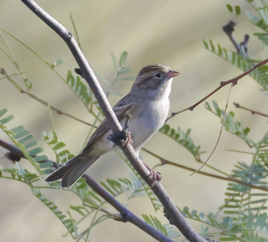 Clay-colored Sparrow - ML609046704