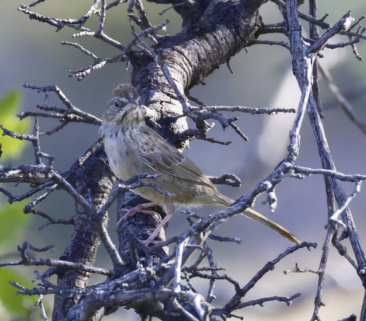 Rufous-crowned Sparrow - ML609046788