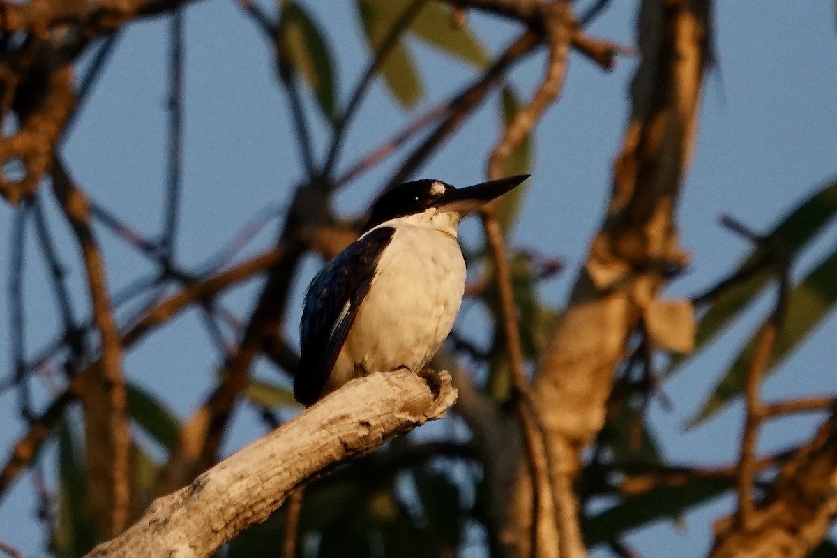 Forest Kingfisher - ML609046837
