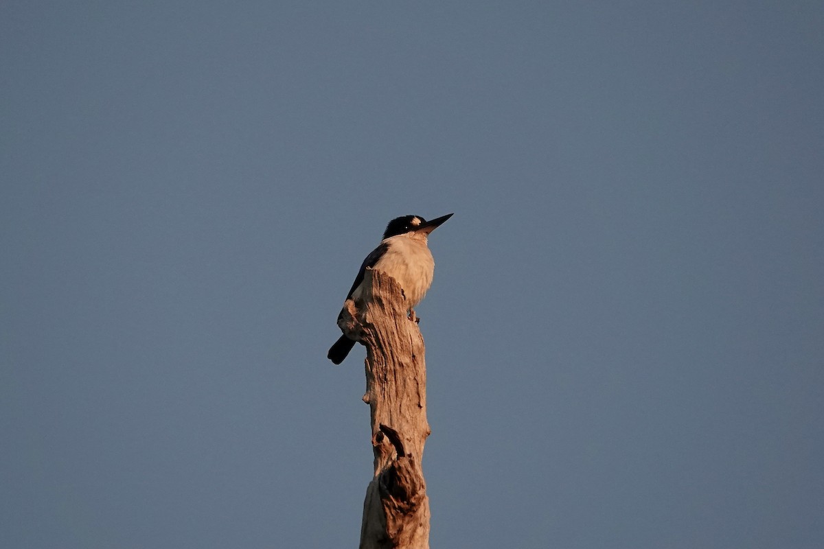 Forest Kingfisher - ML609046839