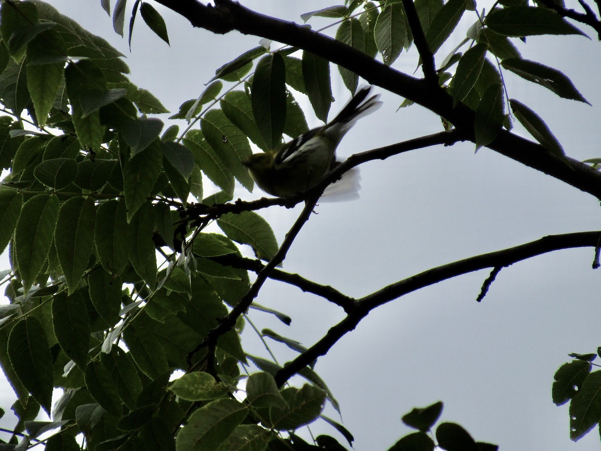 Black-throated Green Warbler - ML609047178