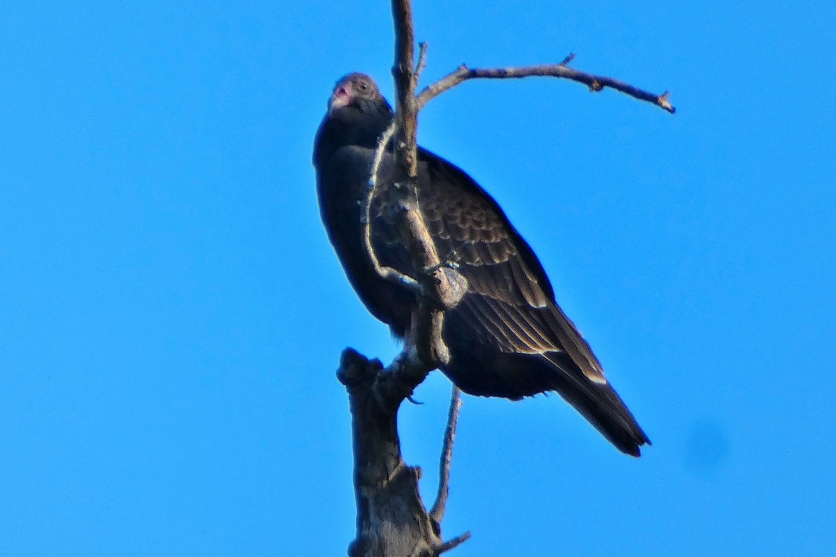 Turkey Vulture - ML609047294