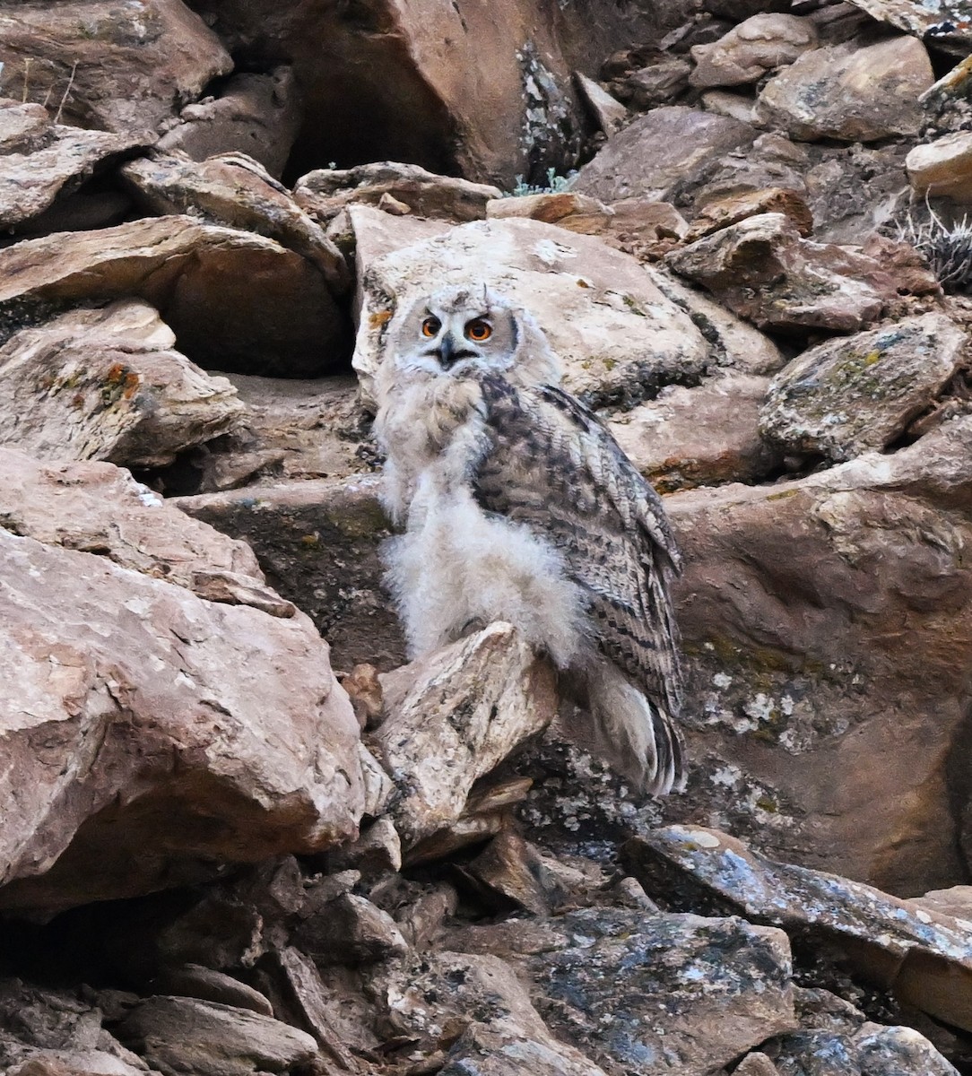 Eurasian Eagle-Owl - ML609047401