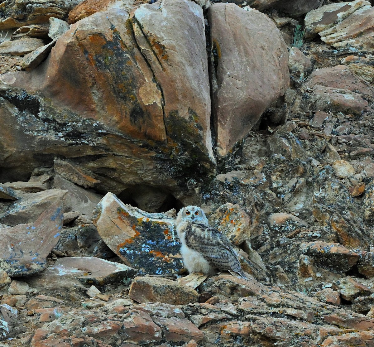 Eurasian Eagle-Owl - ML609047449