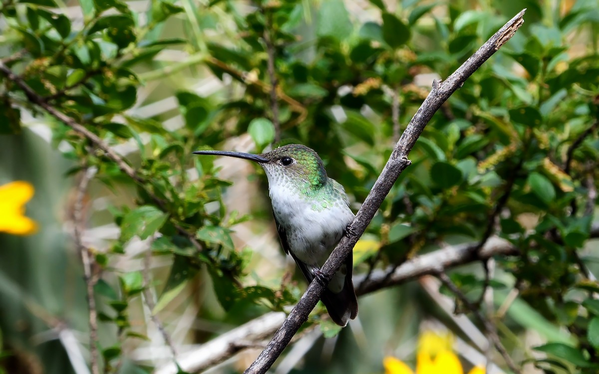 Green-and-white Hummingbird - ML609048197
