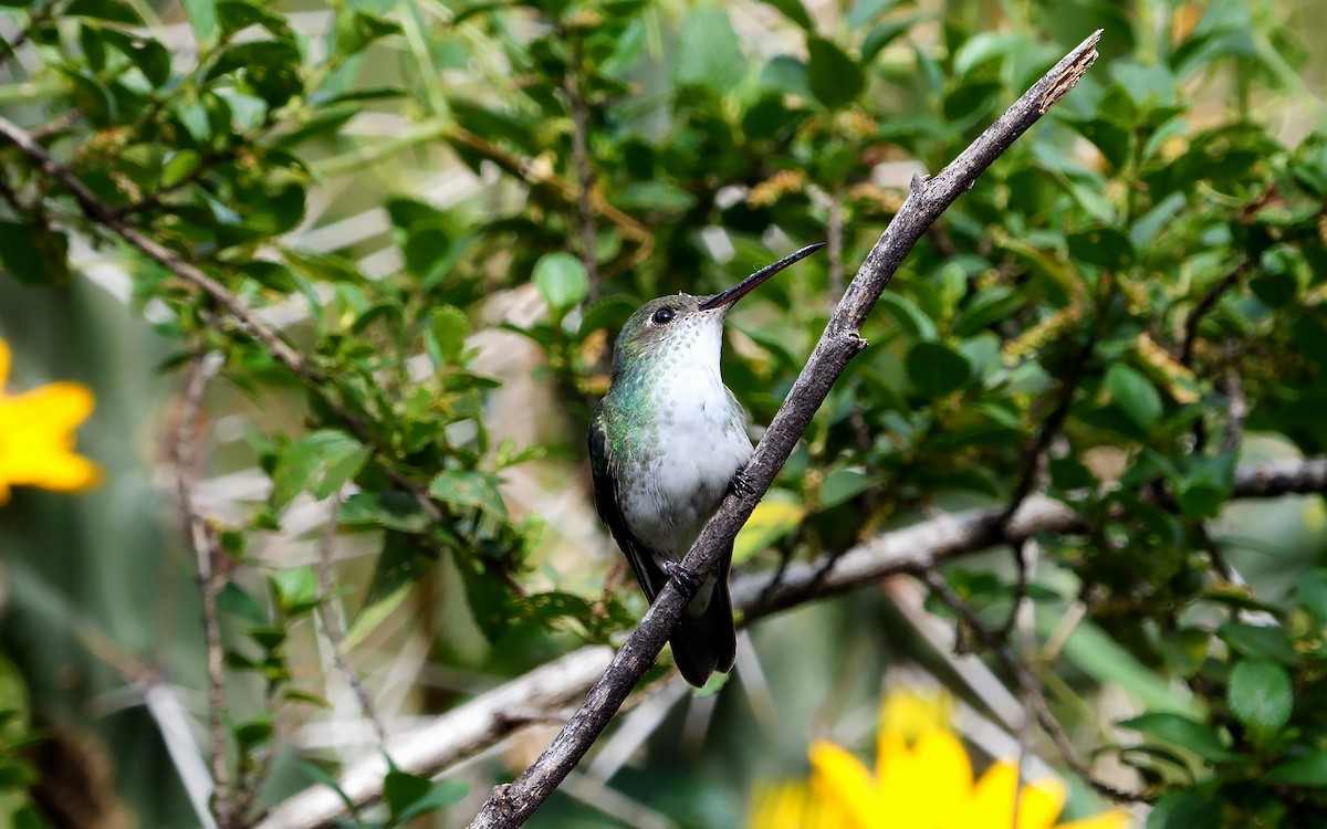 Green-and-white Hummingbird - ML609048199