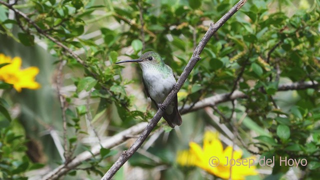 Green-and-white Hummingbird - ML609048326