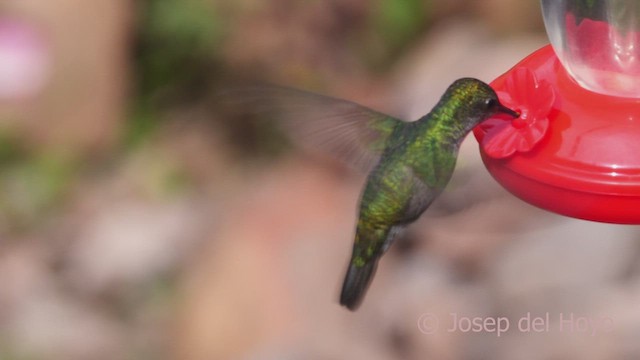 kolibřík zelenobílý - ML609048528