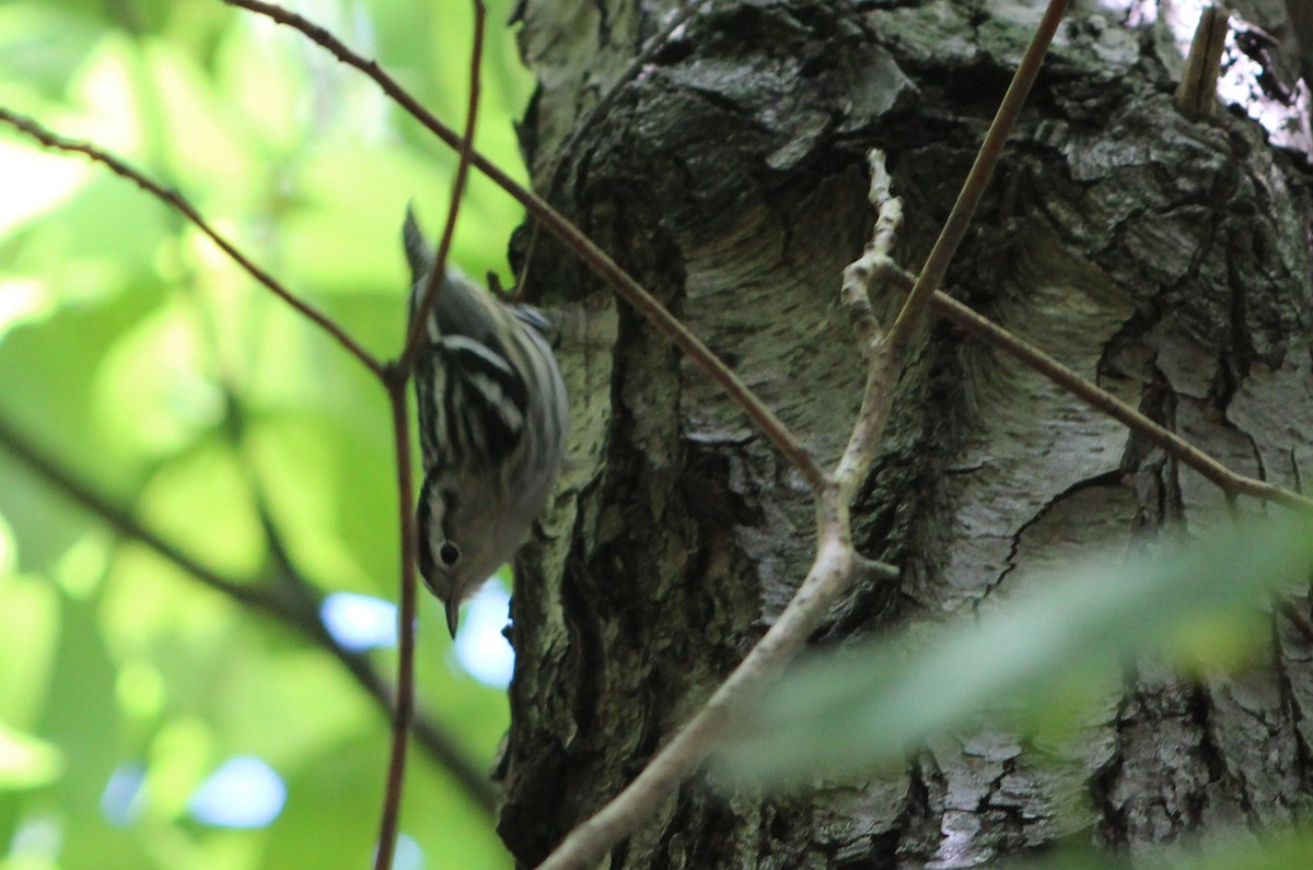 Black-and-white Warbler - ML609049127